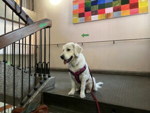 Schulhund Eika